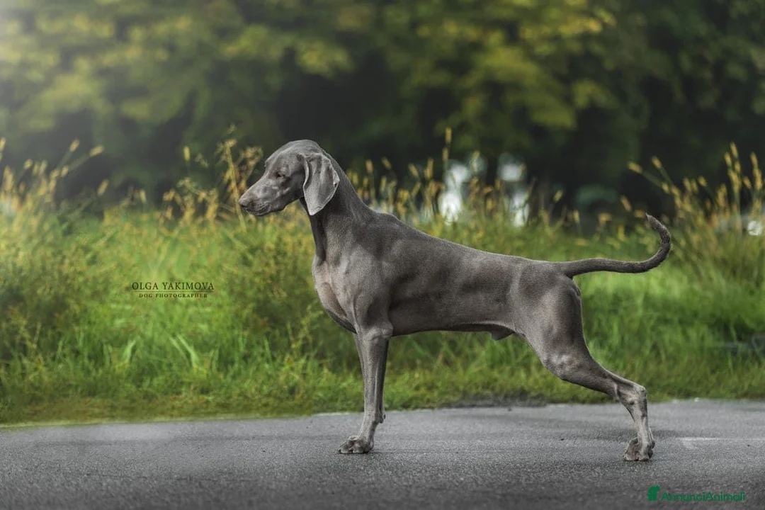 Immagine della galleria {{count}}