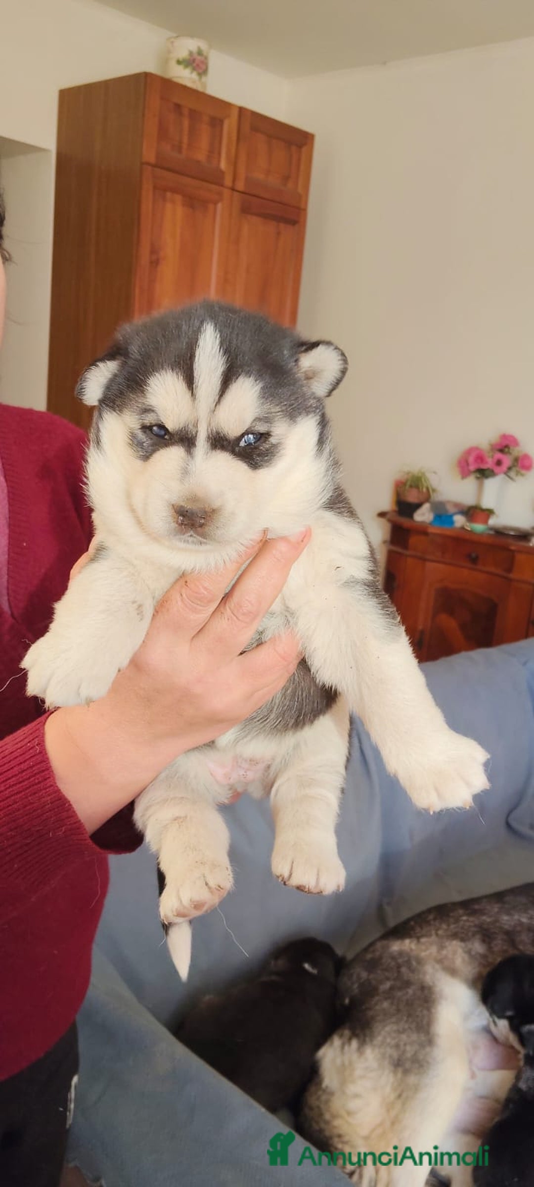 Husky cani in vendita: Vendo Cuccioli di Siberian Husky - Annuncio 4