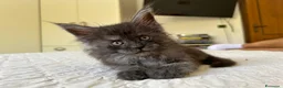 Maine Coon gatti in vendita: Maine Coon cucciolo pedigree ANFI - Annuncio 16