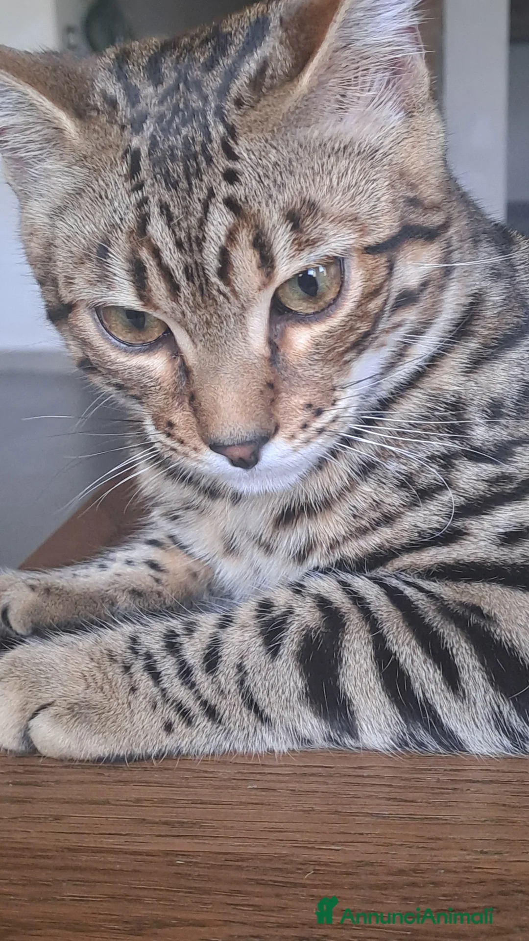 Bengala gatti in vendita: Maschietto Bengala  - Annuncio 4