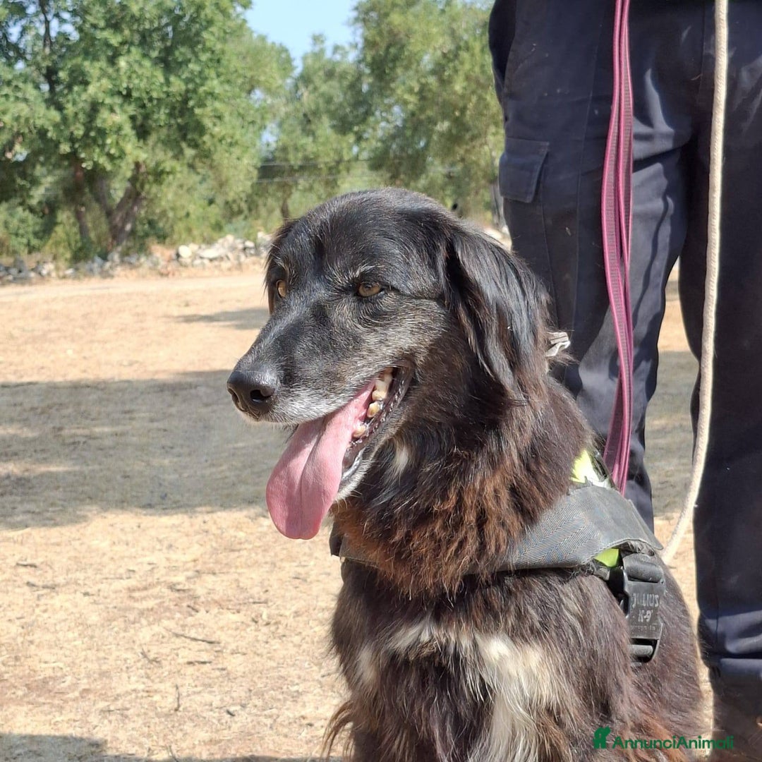 Meticcio cani in regalo: Lilly, la principessa - Annuncio 2