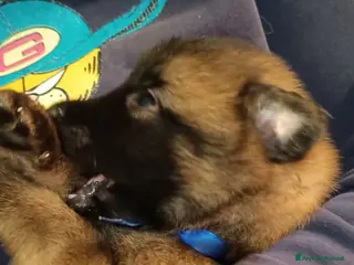 Pastore Belga cani Ultimi tre maschietti pastore belga tervueren - Annuncio 1