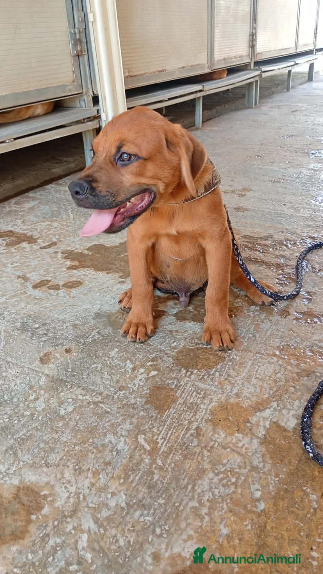 Meticcio cani in regalo: PINO, PINA, PEPPINA, PINUCCIA, PIPPI, PEPPA - Annuncio 2