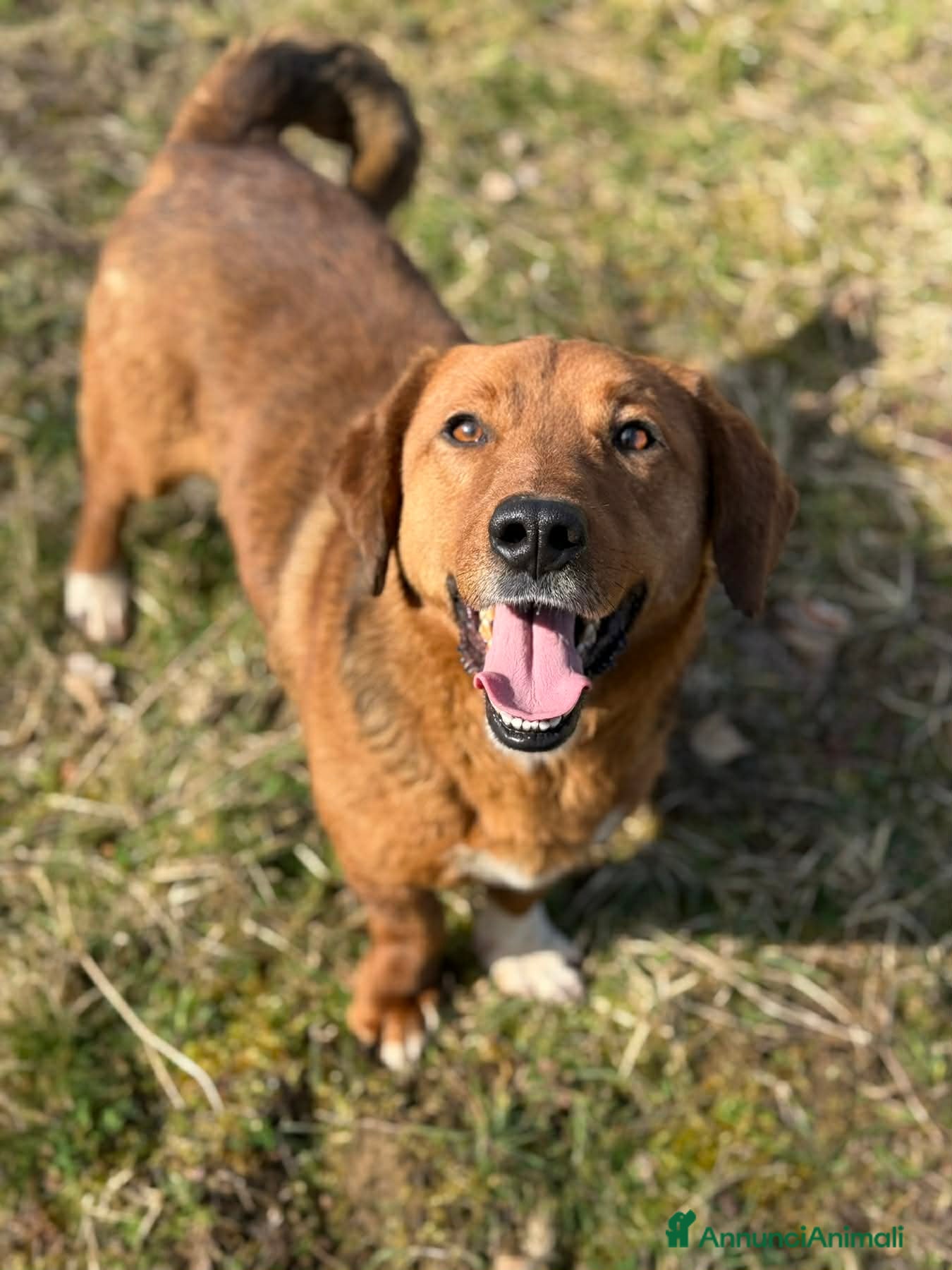 Meticcio cani CAMILLO, nanetto ZAMPACORTA super SIMPATICO! - Annuncio 1