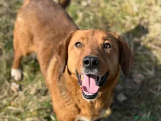 Meticcio cani CAMILLO, nanetto ZAMPACORTA super SIMPATICO! - Annuncio 3