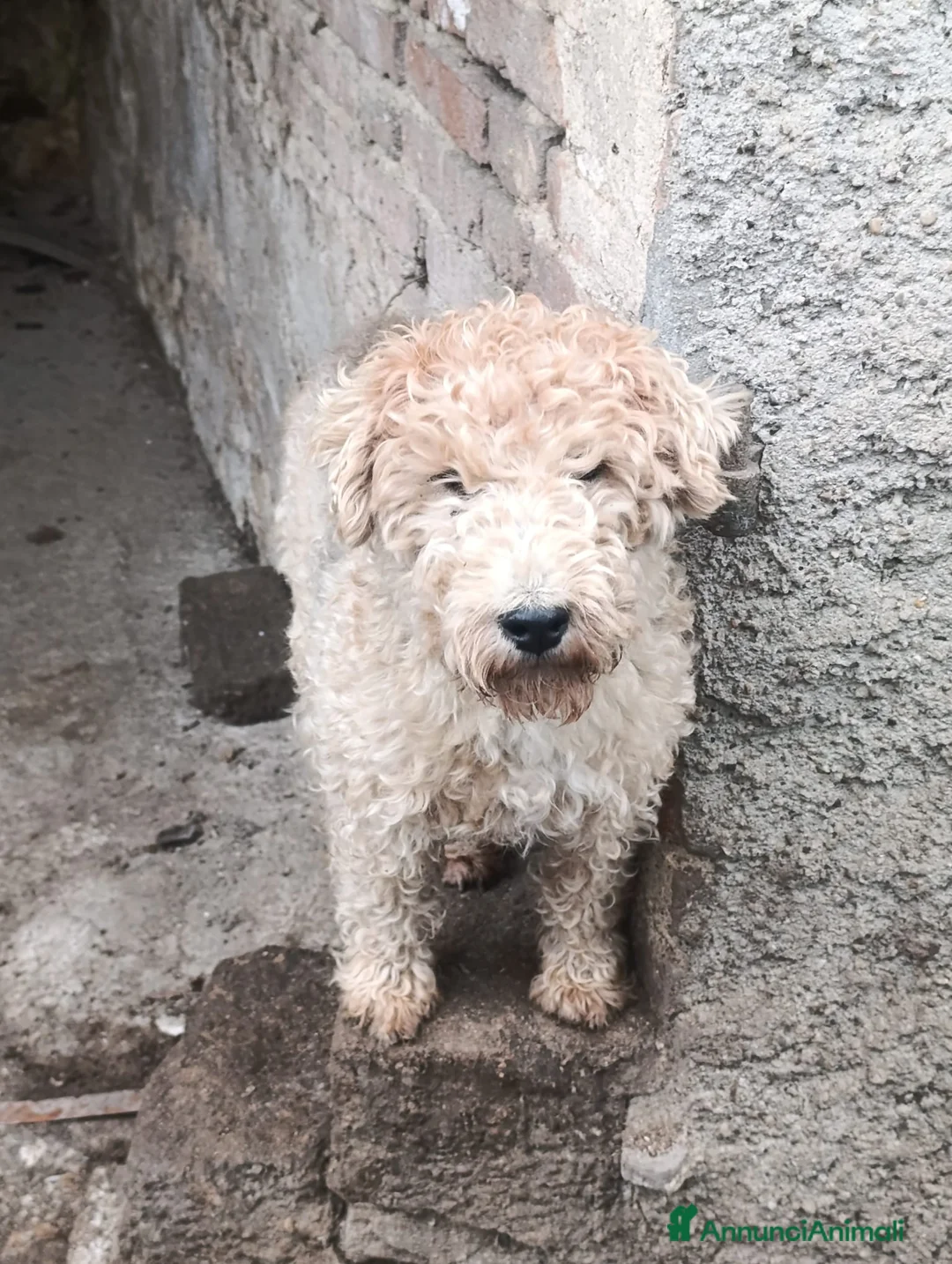 Lakeland Terrier cani in vendita: Lakeland terrier adulti a Province of Pavia - Annuncio 9