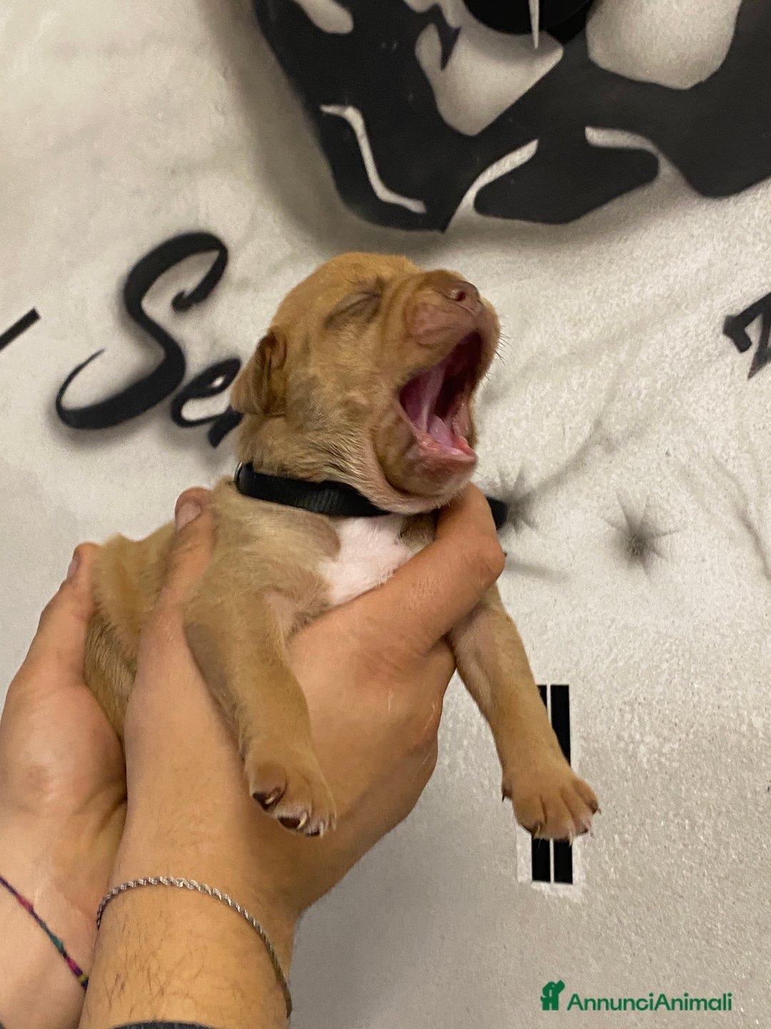 Pitbull cani in vendita: Cuccioli di Pitbull UKC con Pedigree  - Annuncio 3