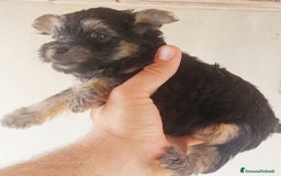 Yorkshire cani in vendita: Yorkschire  a Libero consorzio comunale di Agrigento - Immagine 4