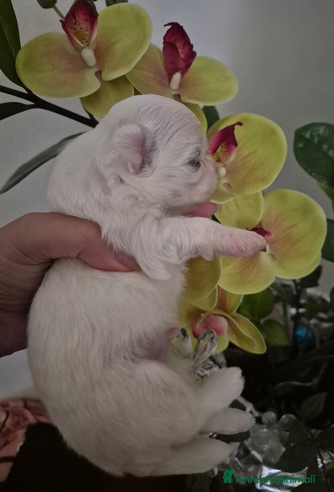 Maltese cani in vendita: Mini maltese coreano  a Provincia di Padova - Immagine 6