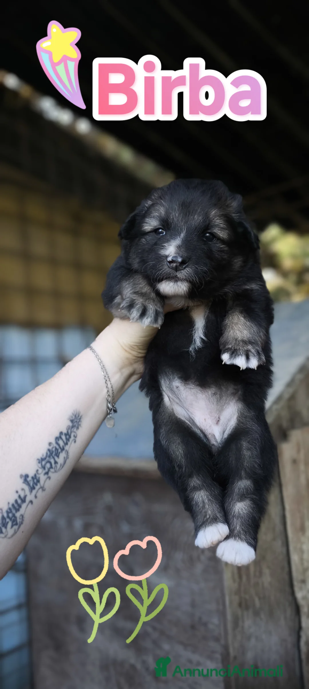 Meticcio cani in regalo: Cuccioli spettacolari in cerca di adozione - Annuncio 4