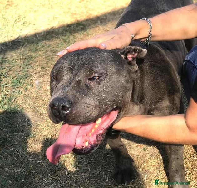 Meticcio cani Bambacione, il nome adatto a lui - Annuncio 2