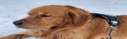 Golden Retriever cani per accoppiamento: GOLDEN RETRIEVER MASCHIO PER ACCOPPIAMENTO - Annuncio 14