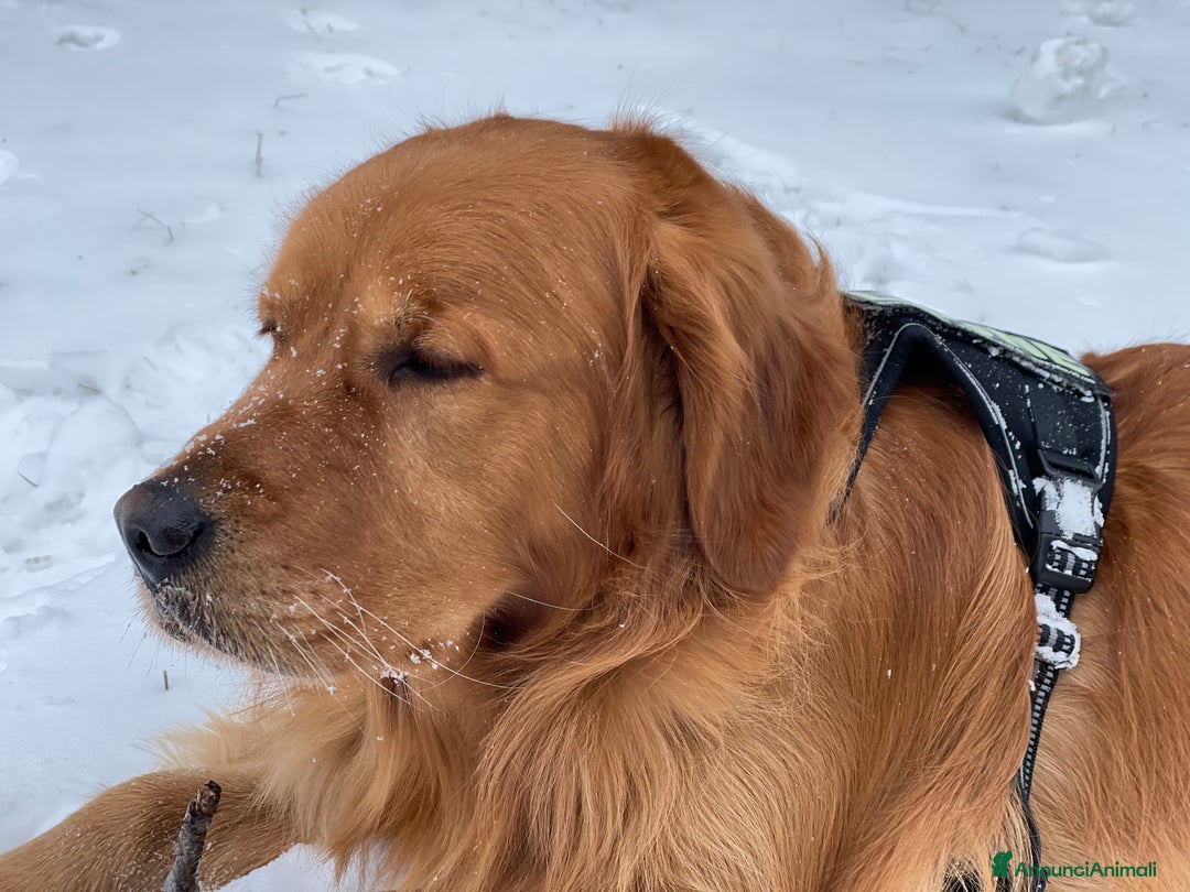 Golden Retriever cani per accoppiamento: GOLDEN RETRIEVER MASCHIO PER ACCOPPIAMENTO a Città Metropolitana di Milano - Immagine 14