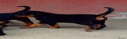 Rottweiler cani in vendita: Cuccioli rottweiler  - Annuncio 4