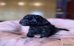 Barboncino cani in vendita: Barboncini toy e nano a Città metropolitana di Roma Capitale - Immagine 10