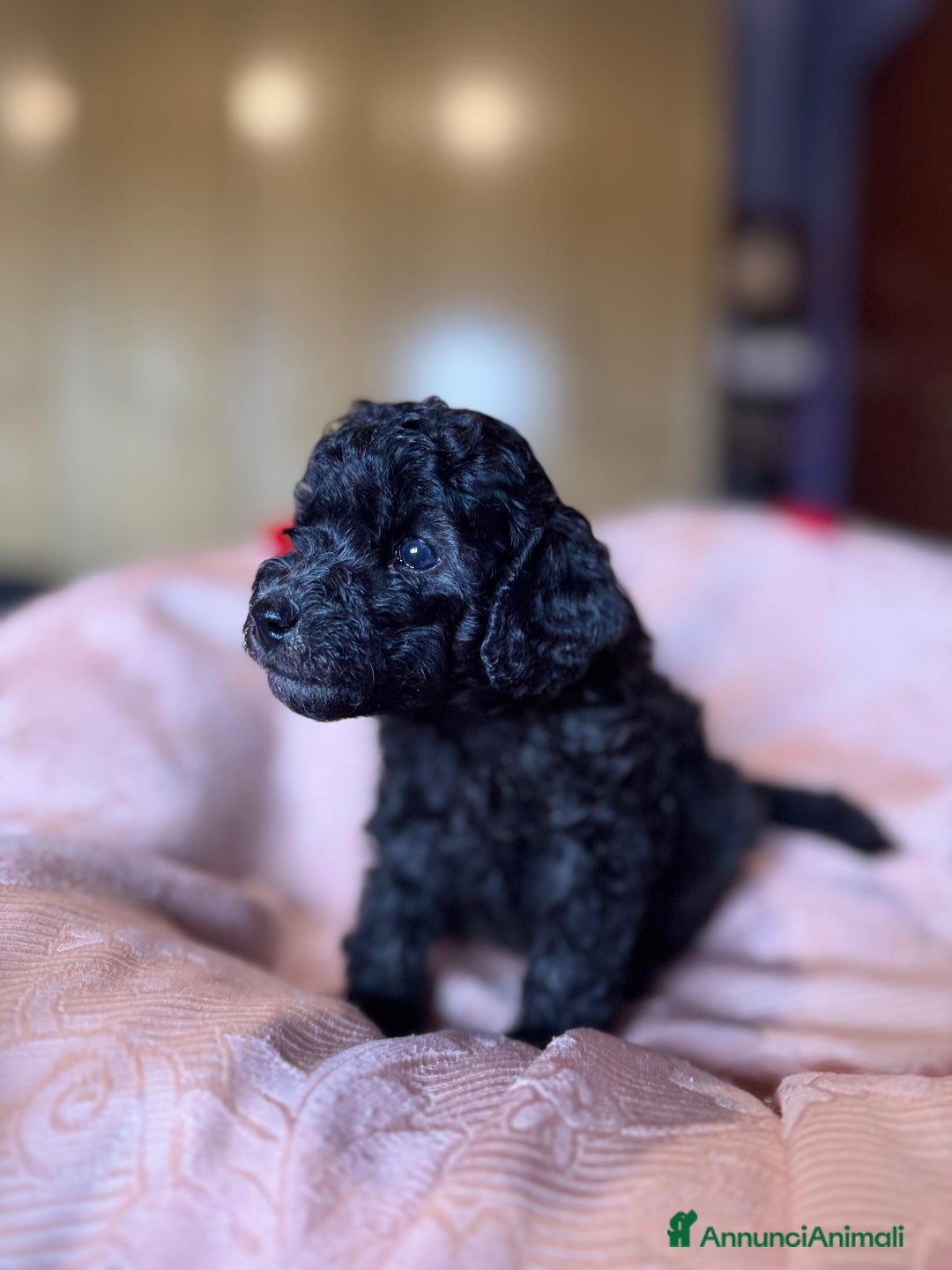 Barboncino cani in vendita: Barboncini toy e nano a Città metropolitana di Roma Capitale - Immagine 10