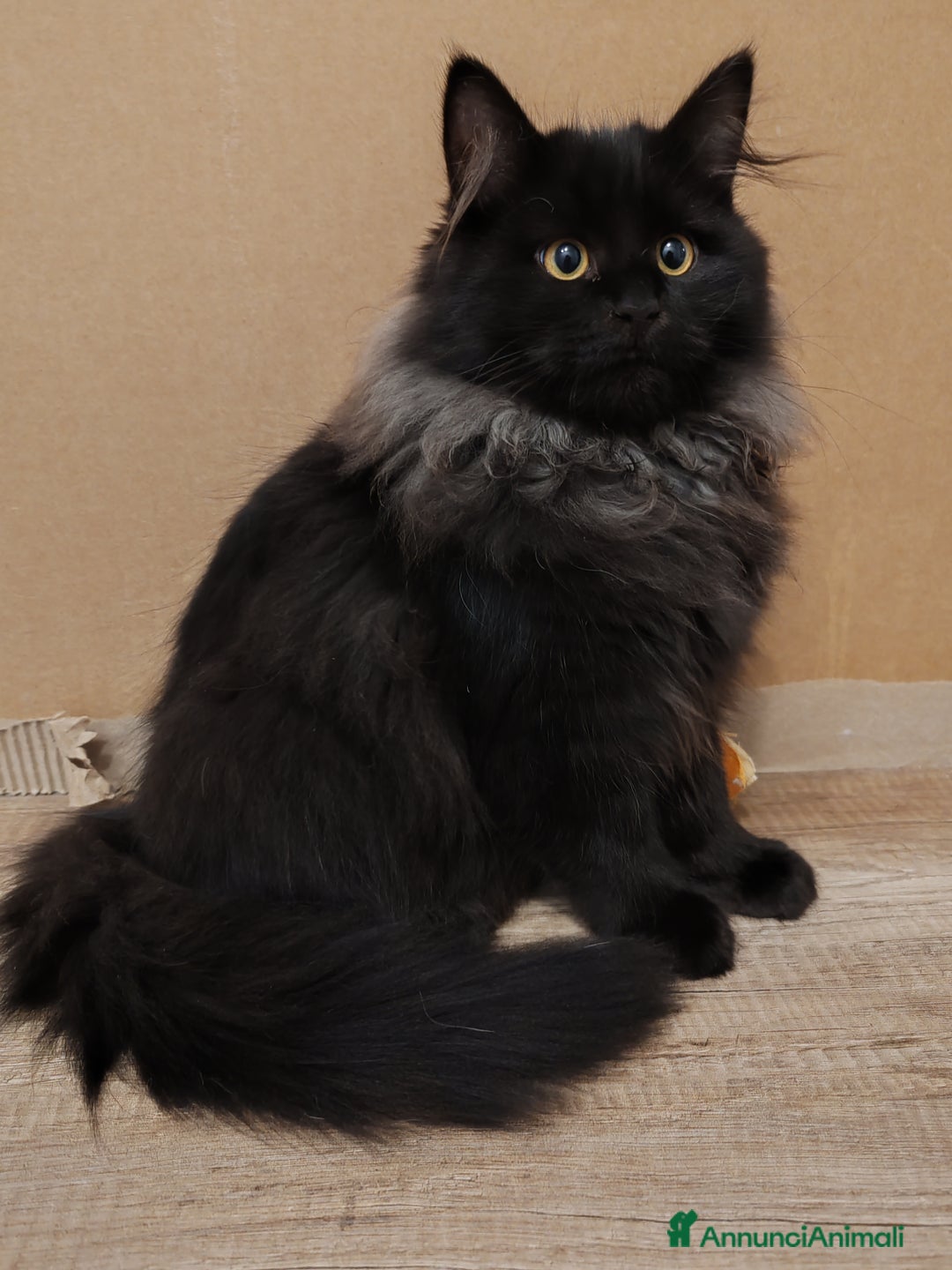 Siberiano gatti in vendita: Gattini Siberiani ipoallergenici  - Annuncio 2