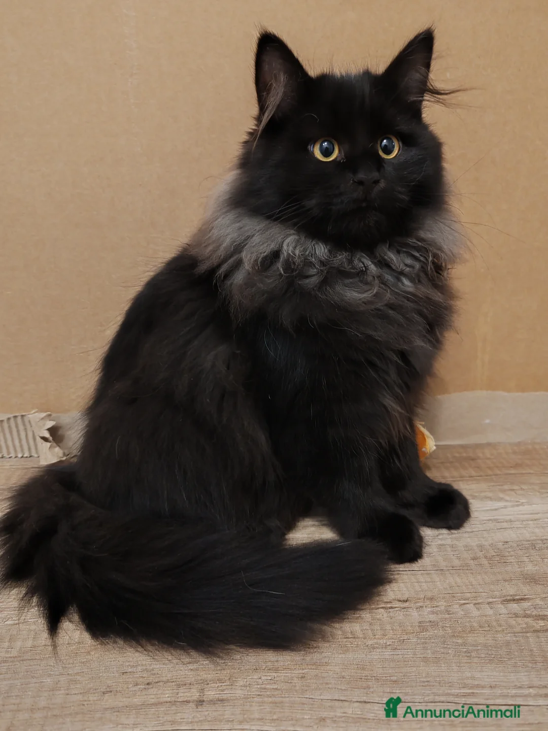 Siberiano gatti in vendita: Gattini Siberiani ipoallergenici  - Annuncio 2