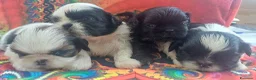 Shih Tzu cani in vendita: Cuccioli shih-tzu shitzu shihtzu con pedigree  - Annuncio 4