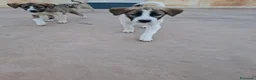Pastore Asia Centrale cani in regalo: Cuccioli maschi Pastore Asia Centrale a Provincia di Lecce - Annuncio 6
