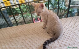 Bengala gatti in vendita: Cuccioli Bengala  - Immagine 3