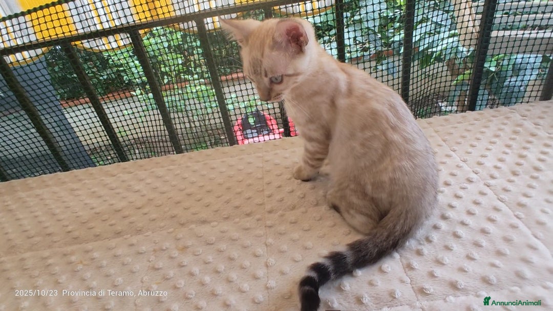 Bengala gatti in vendita: Cuccioli Bengala  - Immagine 3