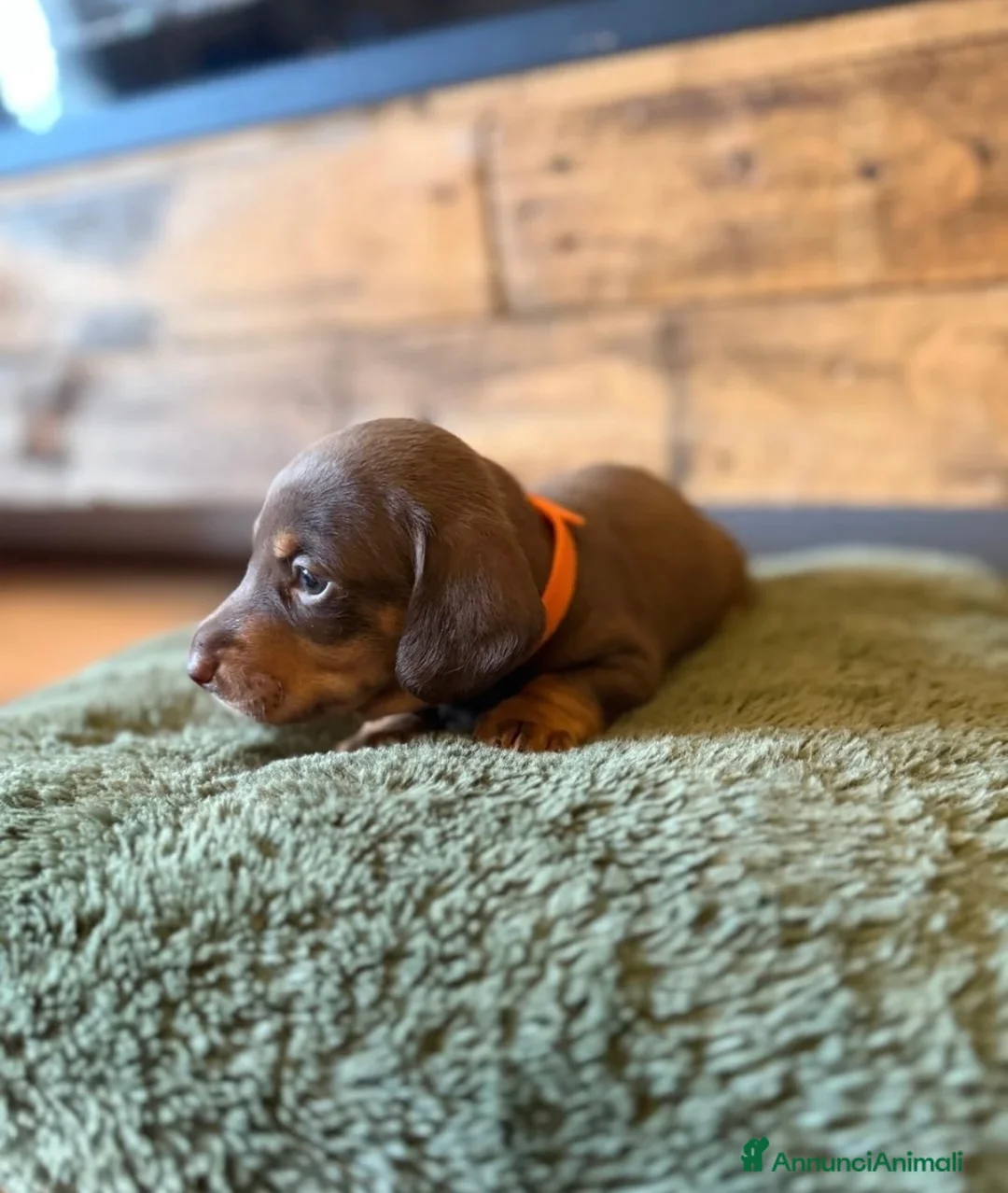 Bassotto cani in vendita: Bassoti Nani  - Annuncio 2