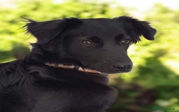 Border Collie cani in regalo: Aurora,mix border collie di 8 mesi  a Città Metropolitana di Torino - Immagine 1
