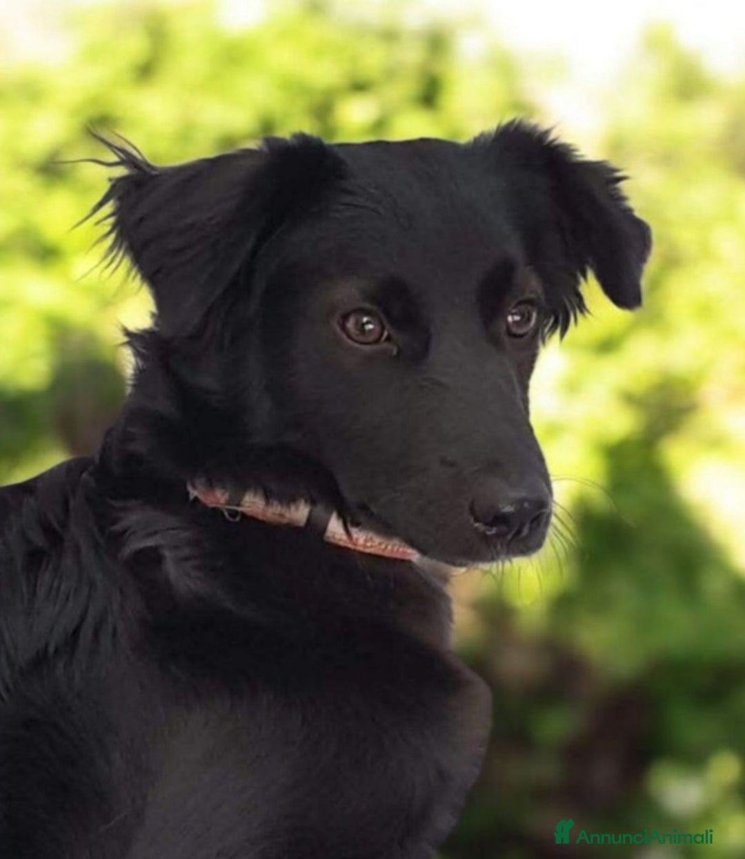 Border Collie cani in regalo: Aurora,mix border collie di 8 mesi  a Città Metropolitana di Torino - Immagine 1