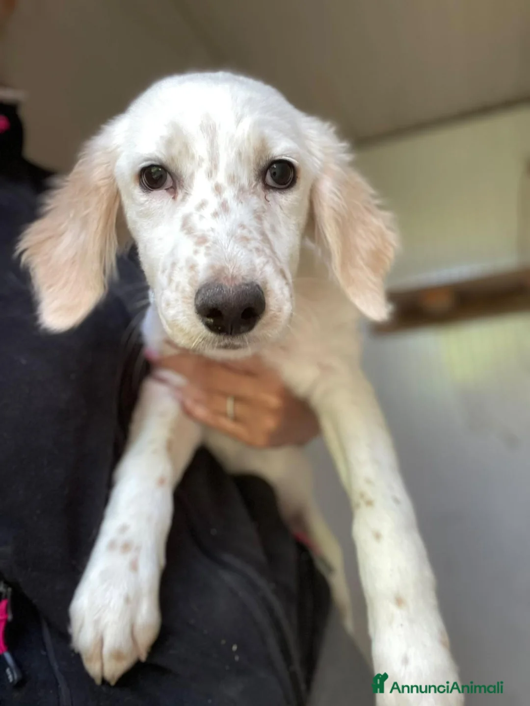 Setter Inglese cani in regalo: BIANCA MIX SETTERINA DOLCISSIMA a Città metropolitana di Roma Capitale - Annuncio 1
