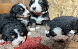 Bovaro del Bernese cani in vendita: Cuccioli bovaro del Bernese a Provincia autonoma di Trento - Immagine 7