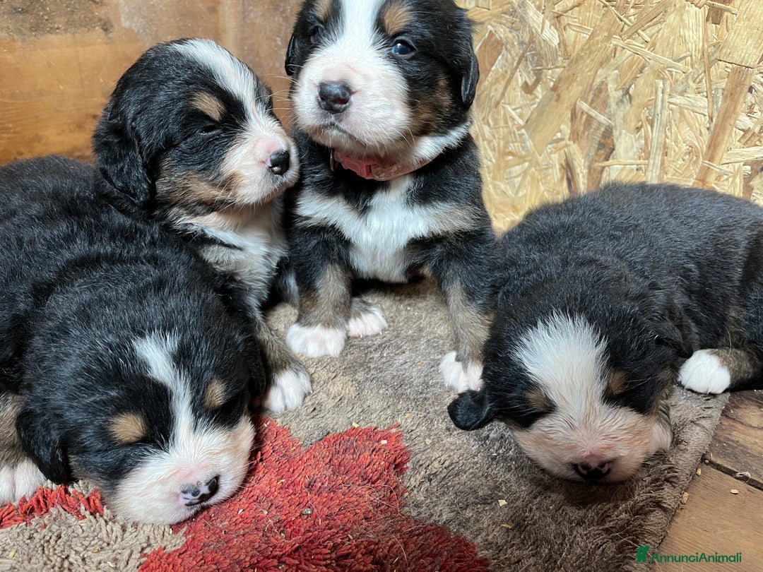 Bovaro del Bernese cani in vendita: Cuccioli bovaro del Bernese a Provincia autonoma di Trento - Immagine 7