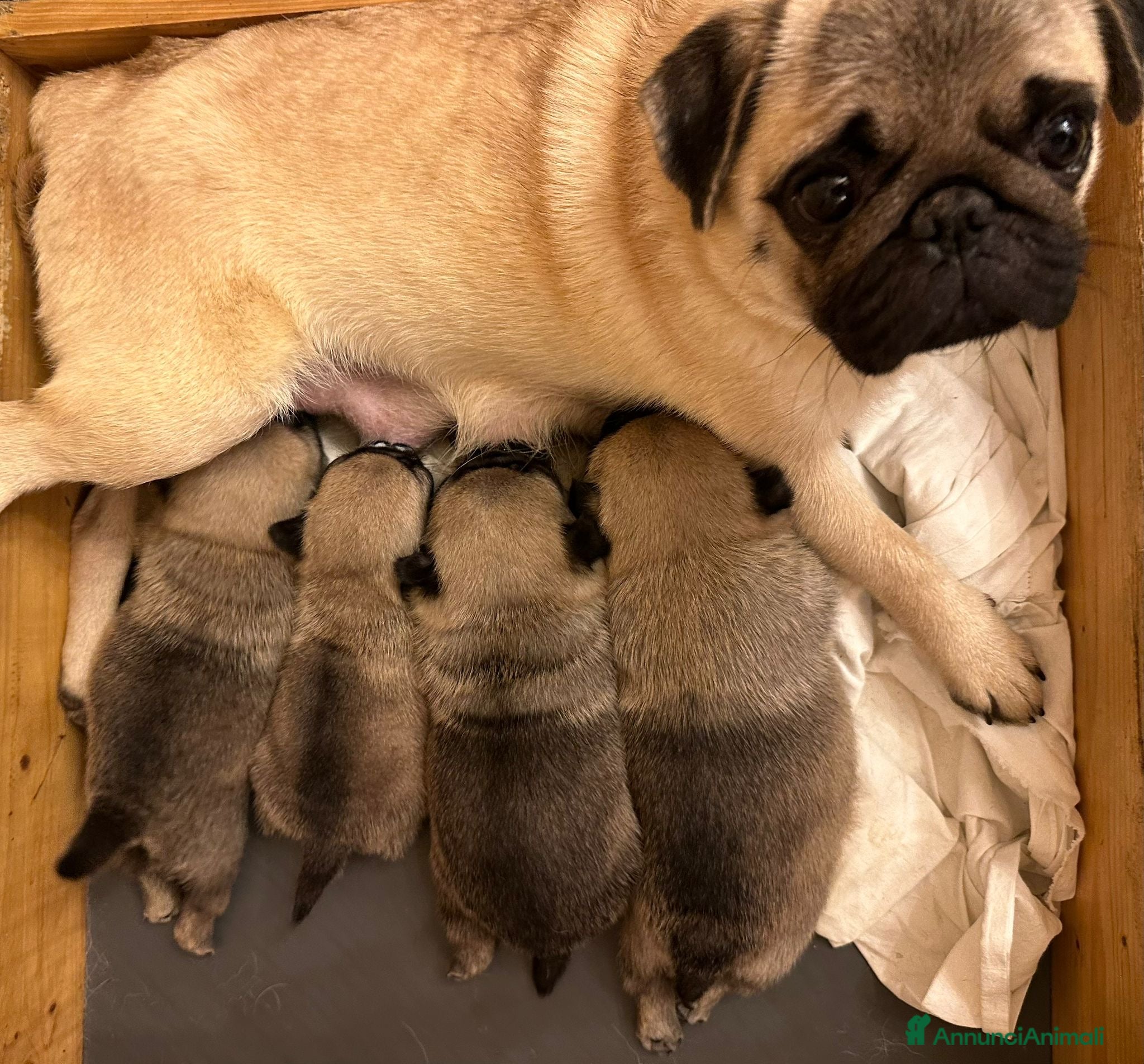 Carlino cani Carlino- cucciolo Allevamento ENCI-FCI - Annuncio 3