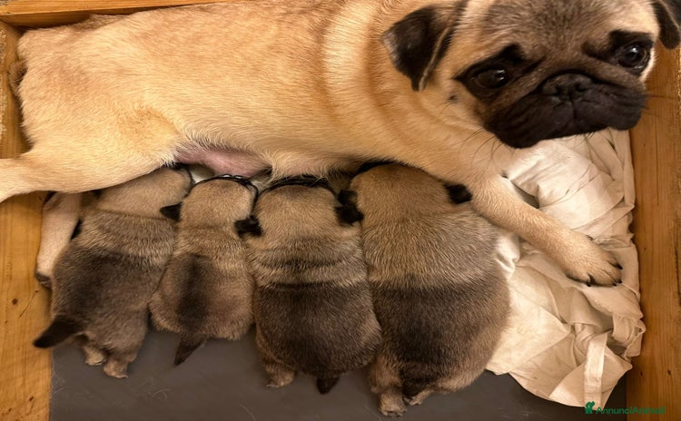 Carlino cani Carlino- cucciolo Allevamento ENCI-FCI - Annuncio 11
