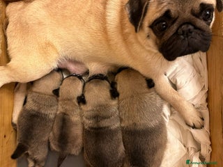 Carlino cani Carlino- cucciolo Allevamento ENCI-FCI - Annuncio 29