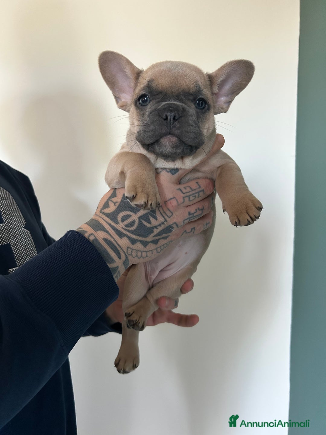 Bulldog Francese cani in vendita: Cuccioli di bulldog  - Annuncio 17