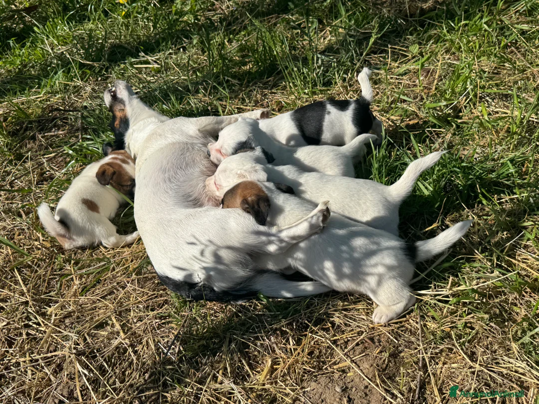 Jack Russell cani in vendita: Vendo quattro cuccioli di Jack Russell - Annuncio 7