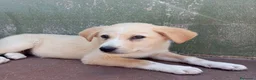 Meticcio cani in regalo: Tre cuccioli mix golden! (3 mesi)  - Annuncio 2