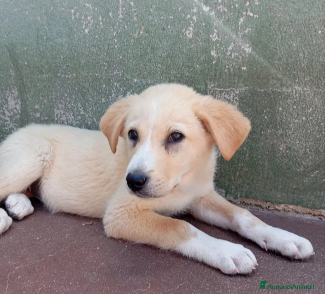Meticcio cani in regalo: Tre cuccioli mix golden! (3 mesi)  - Annuncio 2