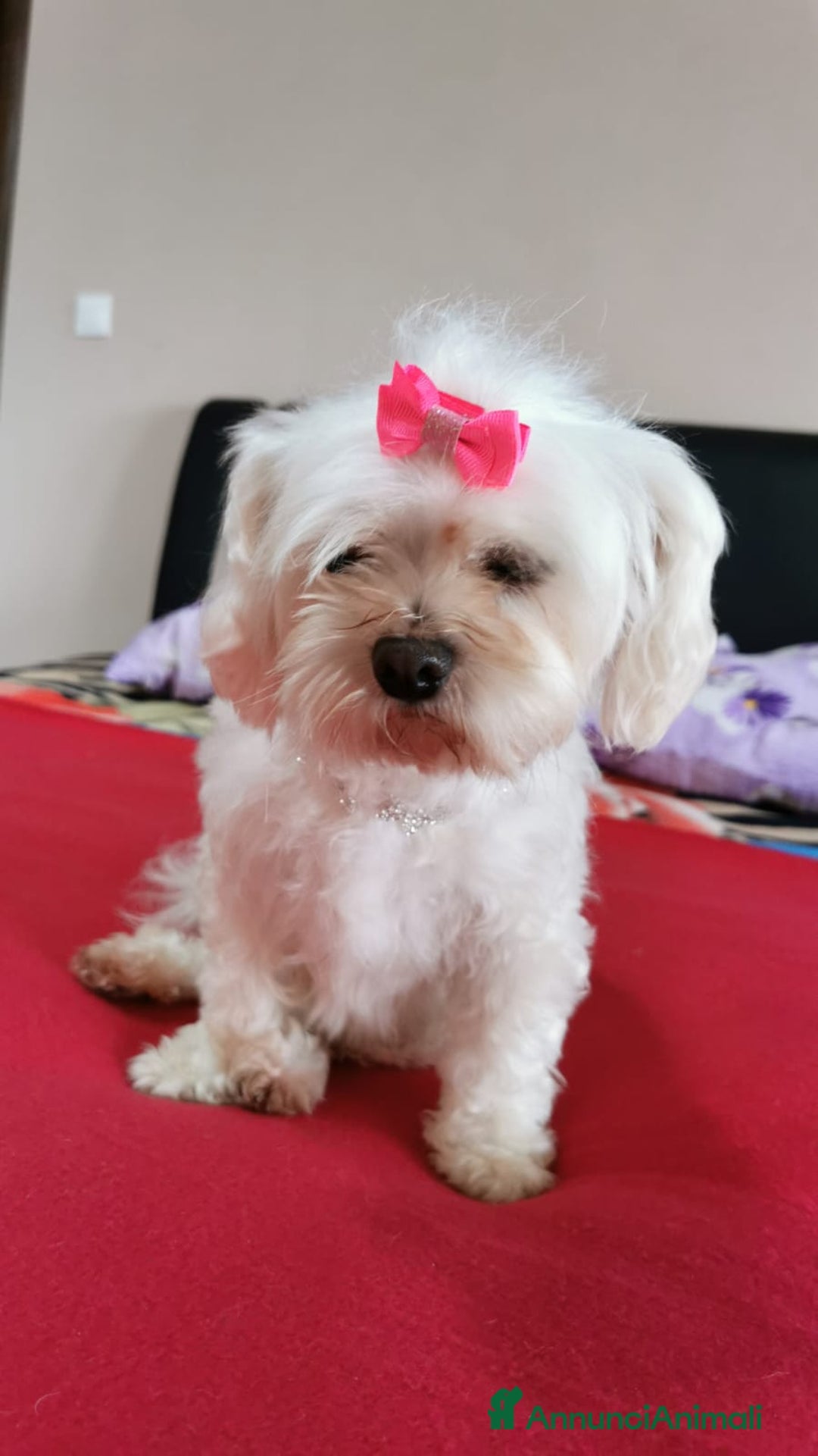 Maltese cani in vendita: Maltese  a Città metropolitana di Roma Capitale - Immagine 3