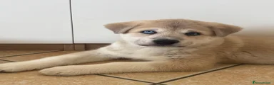 Meticcio Cucciolo 3