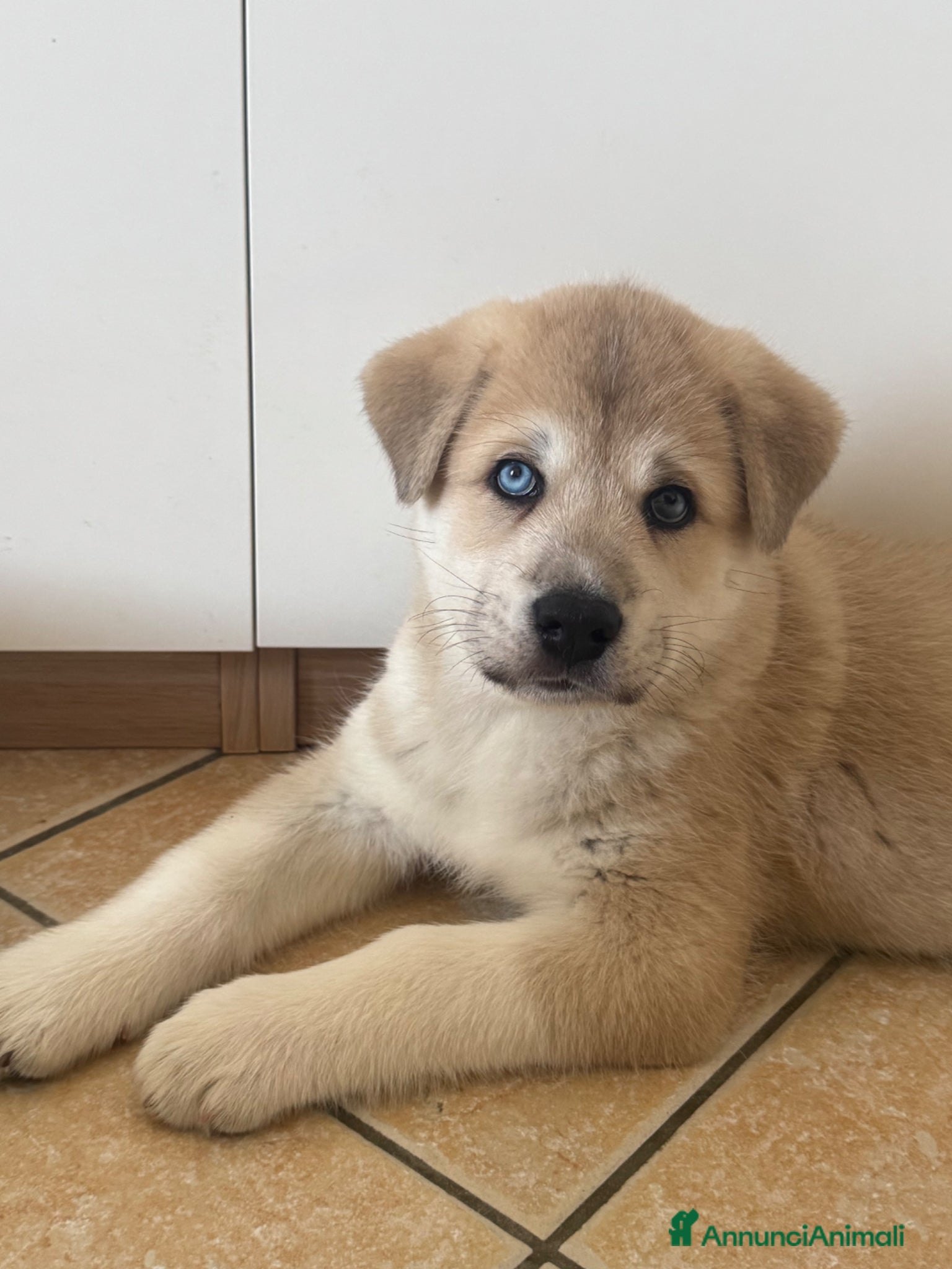 Meticcio cani in vendita: Cuccioli di Huskita - Annuncio 5