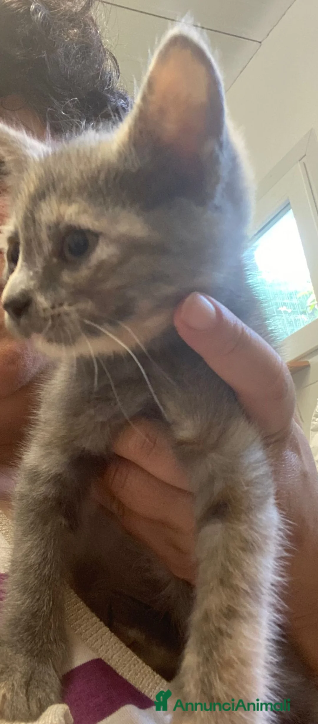 Meticcio gatti in regalo: GATTINI  a Provincia di Lecco - Annuncio 5