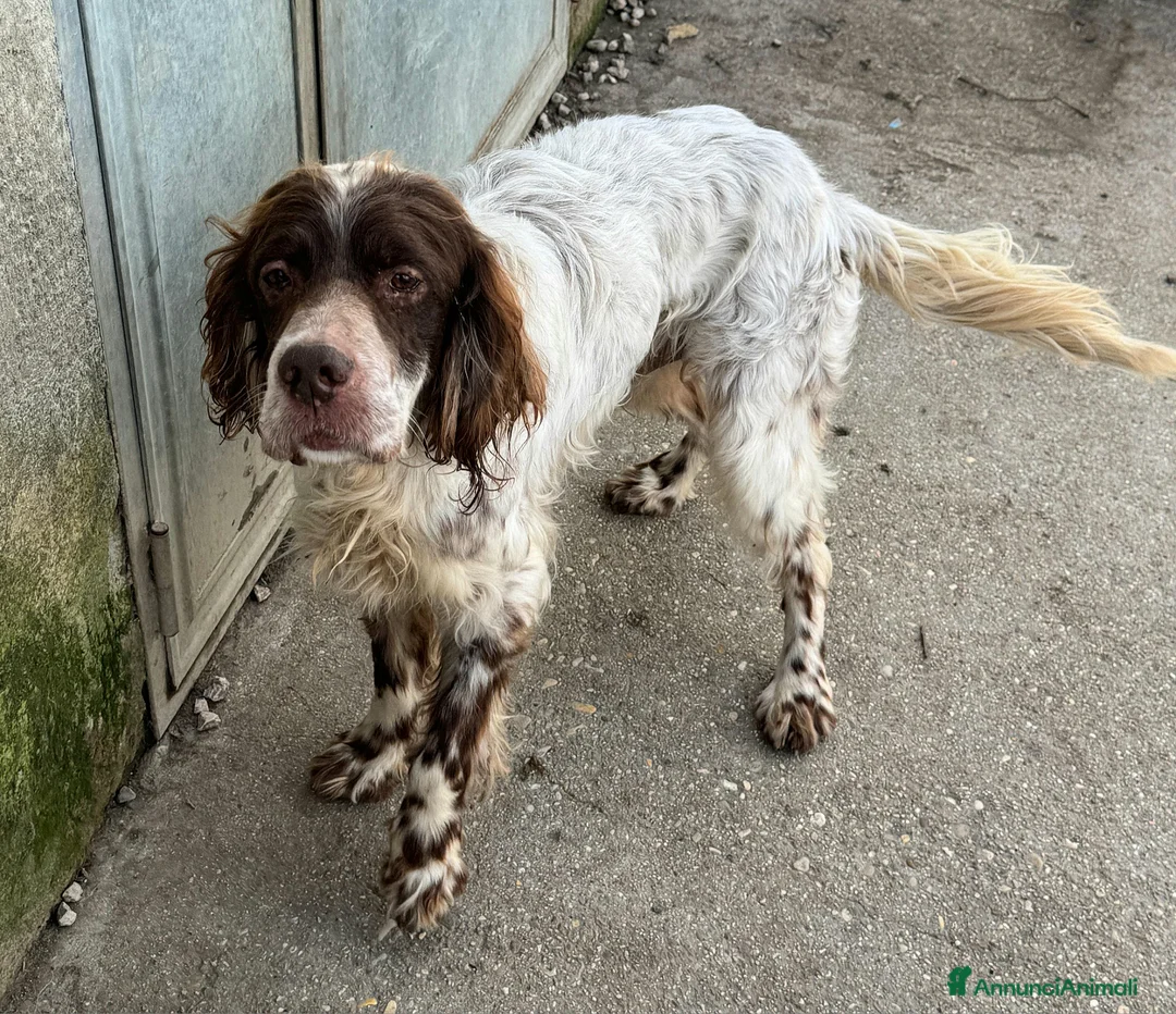 Setter Inglese cani in regalo: Rocco 11 anni setter inglese  - Annuncio 4