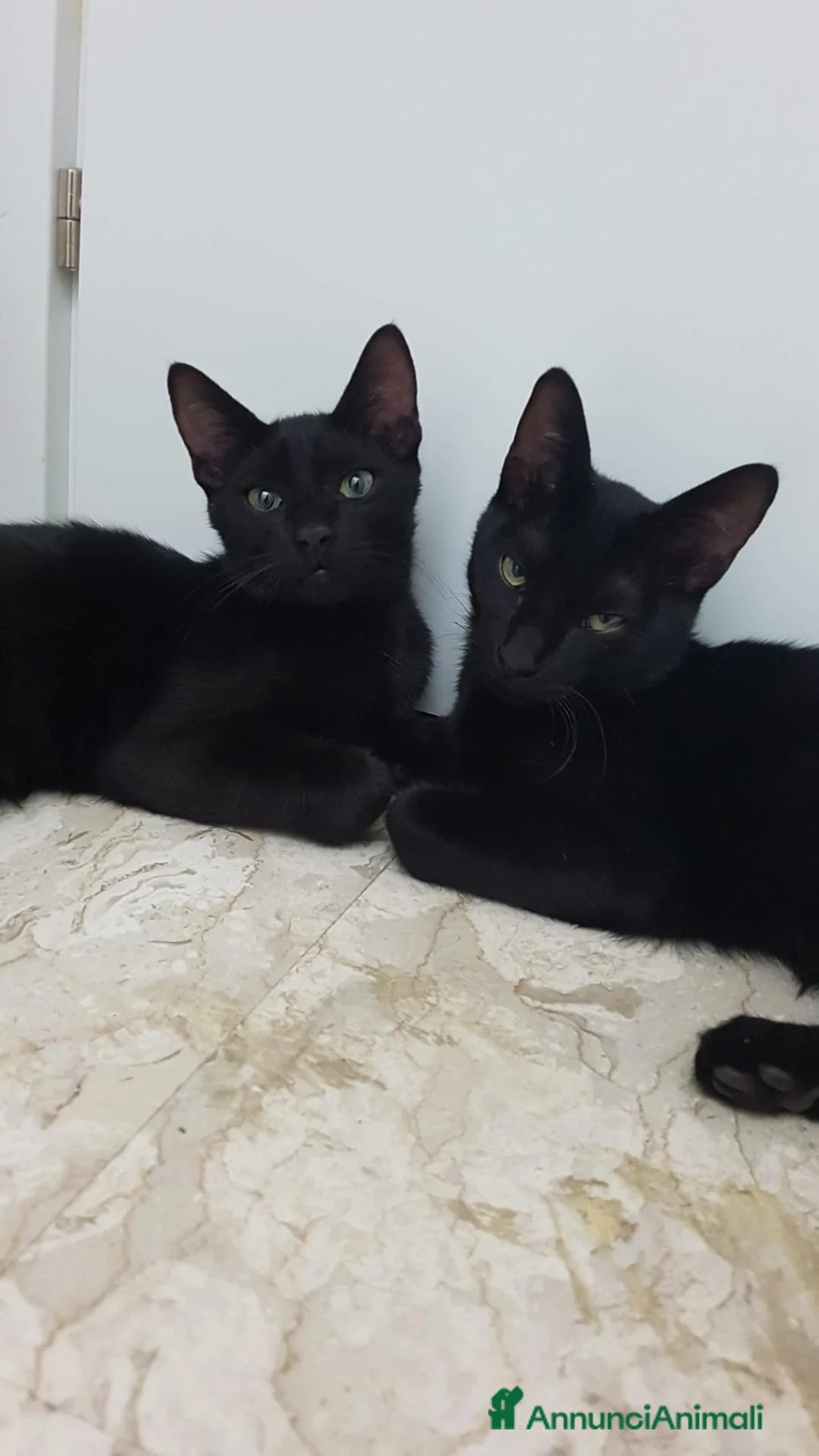 Meticcio gatti in regalo: Lee &  Gai  - Annuncio 2