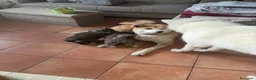 Akita Inu cani in vendita: Splendidi Cuccioli di Akita con Pedigree a Provincia di Lodi - Annuncio 4