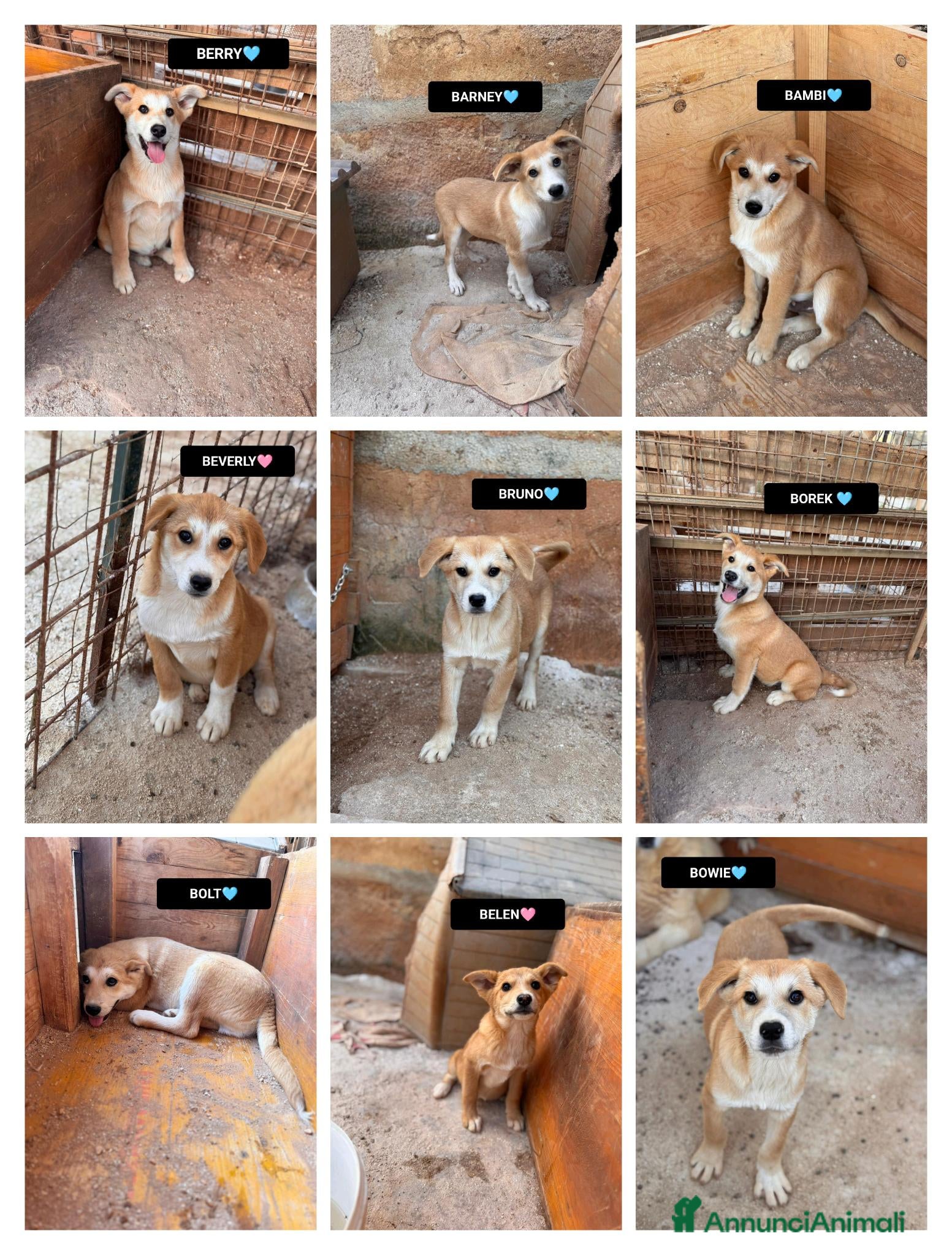 Meticcio cani BOREK,BERRY,BARNEY,BAMBIBRUNOBOWIEBOLtBELENBEVERLY - Annuncio 2