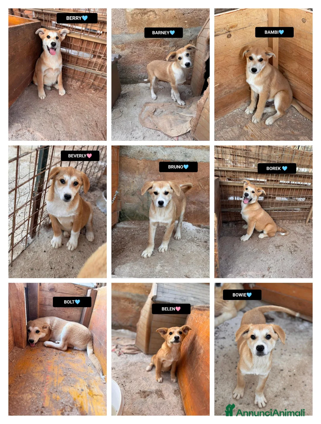 Meticcio cani in regalo: BOREK,BERRY,BARNEY,BAMBIBRUNOBOWIEBOLtBELENBEVERLY - Annuncio 1