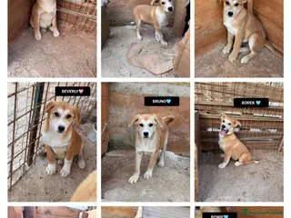 Meticcio cani BOREK,BERRY,BARNEY,BAMBIBRUNOBOWIEBOLtBELENBEVERLY - Annuncio 2