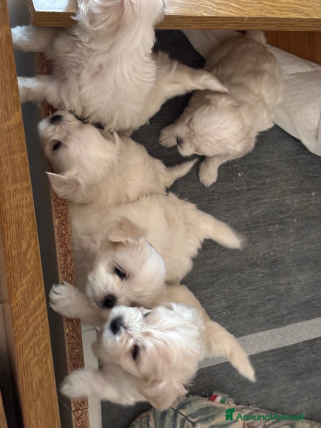 Maltese cani in vendita: Rimasti due cuccioli di maltese  a Provincia di Pesaro e Urbino - Immagine 8